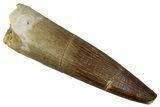 Fossil Plesiosaur (Zarafasaura) Tooth - Morocco #354700-1